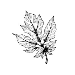 Elegant hand drawn botanical illustration showcasing detailed leaf structure and organic design for nature inspired projects