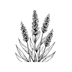Botanical illustration showcasing graceful lavender plant in elegant black and white doodle sketch style depiction © Rahma