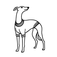 Dog wearing a jumper outline illustration | Sighthound / Greyhound / Whippet / Italian Greyhound 