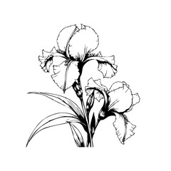 Obraz premium Elegant iris flower line art showcasing delicate petals and leaves creating timeless botanical illustration art