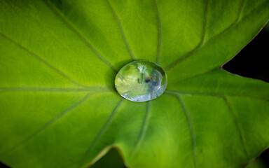 water drop on leaf