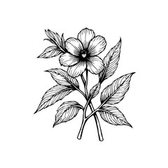 Delicate floral botanical line art illustration showcasing blooming flower with leaves for decoration and design, vector drawing