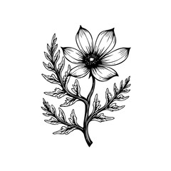 Detailed botanical illustration featuring a blossoming flower with intricate foliage isolated on white background showcases artistic floral beauty