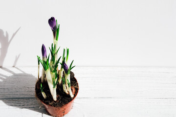 Spring crocus flowers blooming in a small terracotta pot on a wooden surface