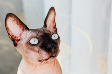 Unique sphynx cat with blue eyes sits gracefully by a window in daylight