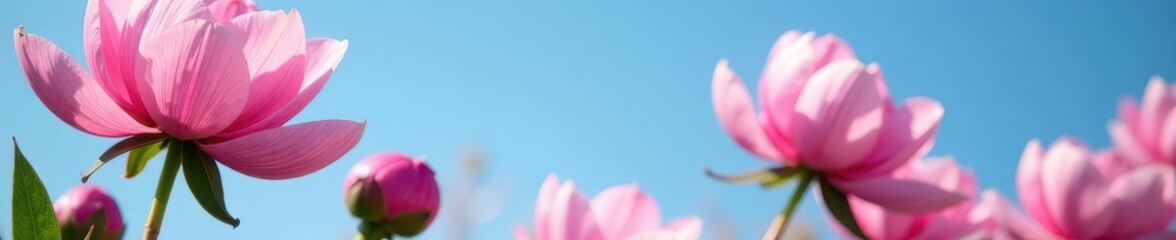 Fototapeta premium Close-up vibrant pink peony blossoms against a clear blue sky , beauty, sun
