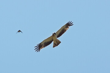 The free flight of the eagle. Booted eagle. Hieraaetus pennatus