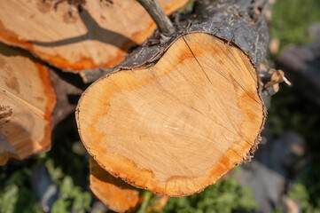 Cutted wooden log