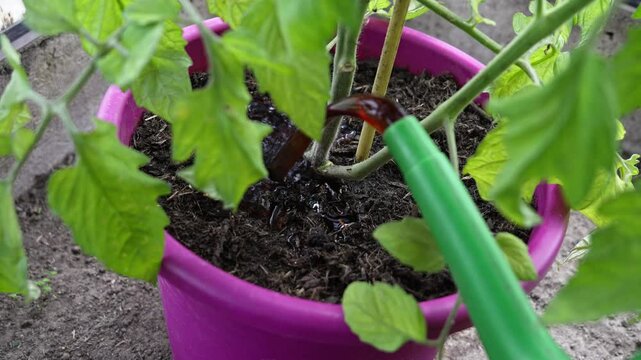 Close-up View of a Bright Green Watering Can Pouring Dark Liquid Fertilizer or Water into a Vibrant Purple Pot with a Thriving Young Tomato Plant, Highlighting the Essential Process of Nurturing Plant