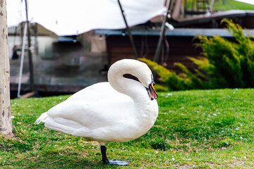 Elegant white swan standing on lush green grass near a lake on a sunny day