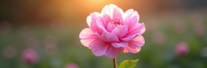 Fototapeta premium Pink cotton candy flower dissolving in sunlight, pastel hues, fragile, art