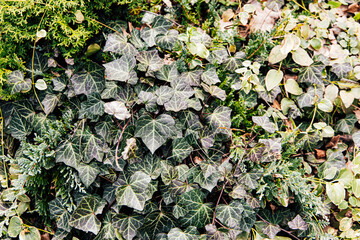 Lush greenery showcasing diverse foliage with ivy and ground cover plants in a natural setting