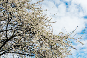 Blooming white flowers against a blue sky in springtime harmony