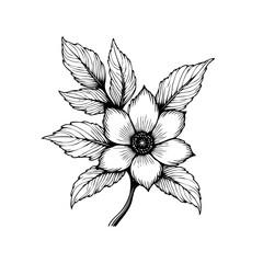 Elegant botanical illustration: a detailed monochrome floral design with intricate leaves and petals artwork