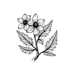 A detailed botanical illustration featuring delicate flowers and intricately drawn leaves on a slender stem in black and white