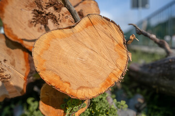 Cutted wooden log