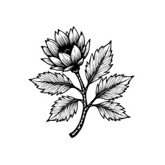 Detailed black and white floral illustration showcasing a blooming flower with intricate line work art