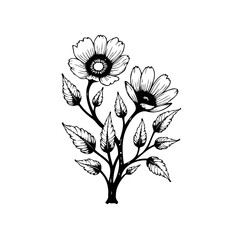 Elegant floral illustration of blooming flowers and leaves in hand drawn style creating botanical art