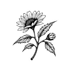 Hand-drawn sunflower illustration featuring intricate details, perfect for botanical art enthusiasts and creative design projects with flower theme