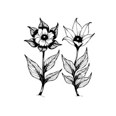 Detailed floral illustration featuring delicate flowers with leaves perfect for botanical designs and artistic floral compositions, drawings