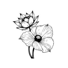 Fototapeta premium Elegant botanical illustration featuring a lotus and poppy flower in detailed black and white drawing