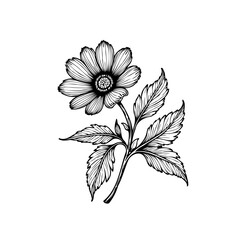 Detailed botanical illustration of a daisy flower with leaves showcasing intricate linework and minimalist aesthetic for graphic design