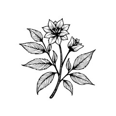 Elegant floral illustration featuring a blossoming flower leaves and stems adding a touch of nature's beauty