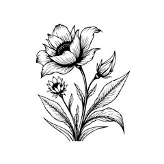 Elegant hand drawn anemone flower illustration a vintage style botanical artwork featuring detailed line art and delicate floral design