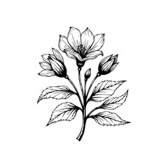 Elegant botanical illustration featuring flowering dogwood branch with open blossoms buds leaves a timeless charm