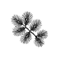 Detailed botanical illustration of pine branch revealing forest foliage in an artistic rendering isolated