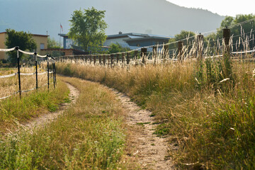 A dirt path winds between two fenced paddocks, bordered by tall golden grasses and wild plants.
