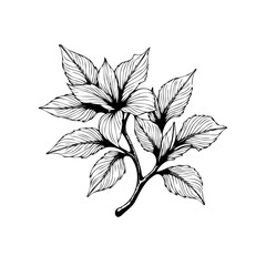 Elegant botanical drawing illustration of leafy foliage a classic and timeless design perfect for various creative applications