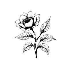 Elegant botanical illustration featuring a blooming flower and delicate leaves showcasing artistic sketch lines and monochrome