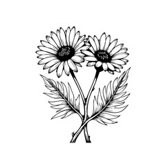 Detailed botanical illustration of two daisy flowers with leaves, a simple black and white drawing showcasing floral beauty