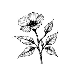 Fototapeta premium Detailed botanical illustration showcasing a delicate flower with intricate leaf details in elegant black and white