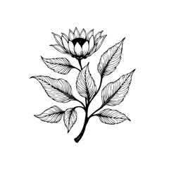 Delicate flower illustration revealing intricate design elements a floral botanical drawing for creative projects showcasing beauty