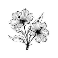 Elegant floral design featuring delicate hibiscus flower line art for botanical beauty and artistic projects © Rahma