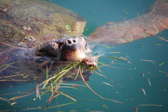 Turtle swimming in the sea of Thassos, Greece