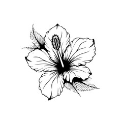 Elegant hibiscus flower illustration in black and white showing intricate details and botanical beauty with monochrome art