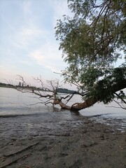 dead tree on the shore