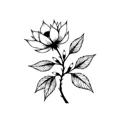 Elegant botanical illustration: a detailed line art drawing of a blooming flower and leaves with shading