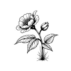 Detailed botanical illustration of a flower with leaves and bud in black and white art