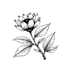 Elegant botanical illustration featuring a blossoming flower with intricate details, leaves, and graceful stem artwork