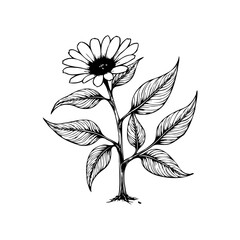 Hand drawn flower illustration with delicate petals and leaves capturing nature's beauty in botanical art