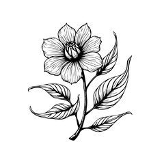 Elegant botanical illustration featuring a delicate flower with intricately detailed petals and leaves in monochrome style, black and white