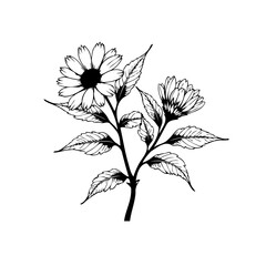 Detailed black and white botanical illustration showcasing blooming daisy flowers and their delicate leaves gracefully arranged on branches