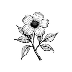 Elegant botanical illustration showcasing a blooming flower with intricate line work and detailed leaves isolated on white