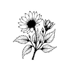 Detailed botanical illustration showcasing a blooming sunflower and delicate leaves in black and white ink drawing