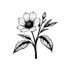 Elegant botanical illustration of a blooming flower with intricate details and delicate leaves on white background