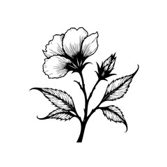 Elegant botanical illustration featuring a blooming flower with delicate petals and intricate foliage isolated on white background